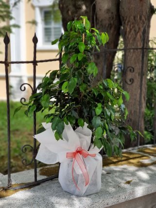 Benjamin, Güzelbahçe çiçek gönder