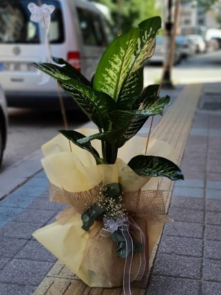 Büyük Boy Difenbahia Tropic Çiçeği