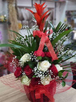 Büyük Boy Guzmania, İzmir Güzelbahçe çiçek siparişi