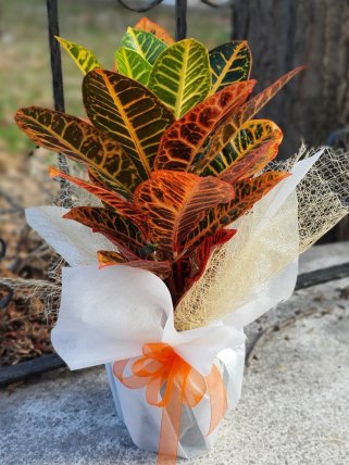 Craton Bitkisi, Güzelbahçe çiçek gönder