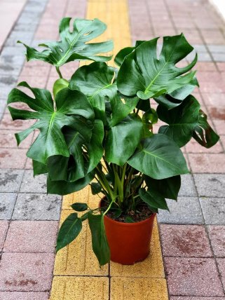 Deve Tabanı Monstera, İzmir Çiçekçi