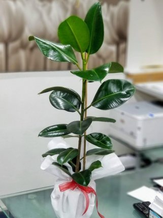 Kauçuk, İzmir çiçek siparişi