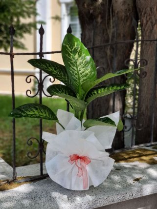 Orta Boy Difenbahia Tropic Çiçeği, İzmir Güzelbahçe Çiçekçi