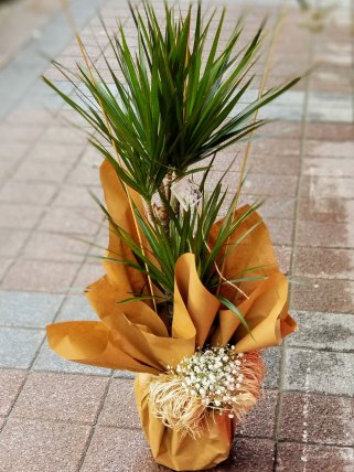 Orta Boy İkili Marginata