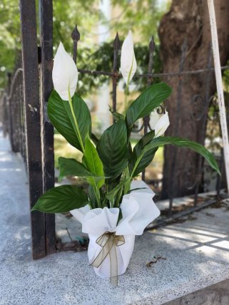 Orta Boy Spathiphyllum Çiçeği, Güzelbahçe çiçek gönder