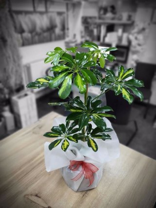 Scheflera Çiçeği, Güzelbahçe Çiçekçi