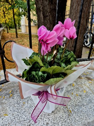 Sıklamen Tavşan Kulağı