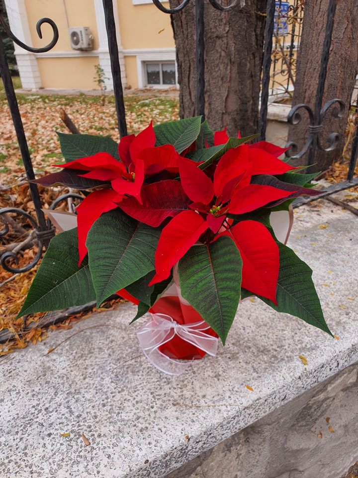 Atatürk Çiçeği, İzmir çiçek siparişi