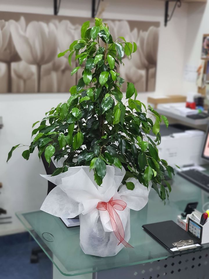 Benjamin, Güzelbahçe çiçek gönder