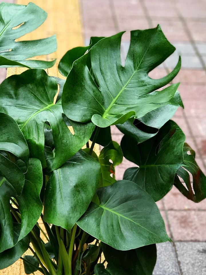 Deve Tabanı Monstera, İzmir Çiçekçi