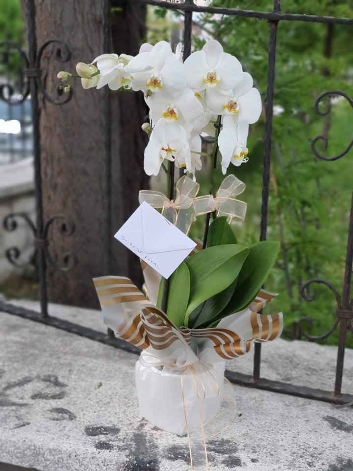 İkili Beyaz Orkide, Güzelbahçe çiçek siparişi