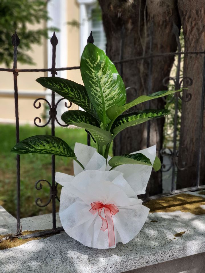 Orta Boy Difenbahia Tropic Çiçeği, İzmir Güzelbahçe Çiçekçi