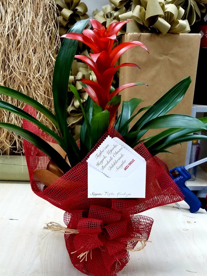 Orta Boy Guzmania, Güzelbahçe çiçek siparişi