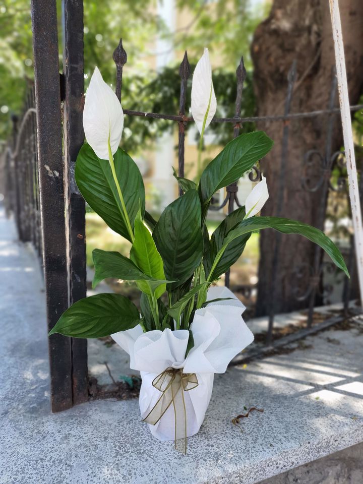 Orta Boy Spathiphyllum Çiçeği, Güzelbahçe çiçek gönder