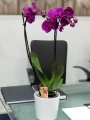 Çiçekçi - İkili Mor Orkide
