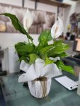 Çiçekçi - Orta Boy Spathiphyllum Çiçeği