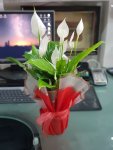 Çiçekçi - Orta Boy Spathiphyllum Çiçeği